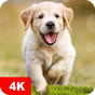 Icono de Fondos de pantalla con perros y cachorros 4K