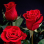 Rose GIF Live Wallpaper apk icon