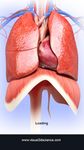 Respiratory System Anatomy captura de pantalla apk 15