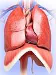 Respiratory System Anatomy captura de pantalla apk 7
