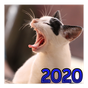 Pacotão de Memes - Stickers - WAStickerApps 2020 APK