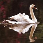 Swans Jigsaw Puzzles screenshot apk 2