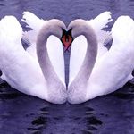 Swans Jigsaw Puzzles screenshot apk 3