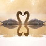 Swans Jigsaw Puzzles screenshot apk 6