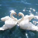 Swans Jigsaw Puzzles screenshot apk 8