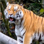 Tiger 3D Animierte Hintergrundbilder Icon