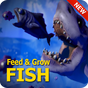 Guide for Fish Feed Grow Series 2020 APK