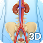 Icoană My Urinary System