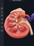 Captură de ecran My Urinary System apk 6