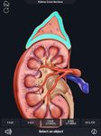 Captură de ecran My Urinary System apk 2