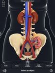 Captură de ecran My Urinary System apk 4