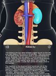 Captură de ecran My Urinary System apk 5