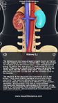 Captură de ecran My Urinary System apk 11