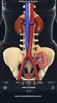 Captură de ecran My Urinary System apk 10