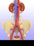 Captură de ecran My Urinary System apk 7