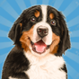 chien ville mon animaux simulateur 3d APK