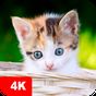 Kitten Wallpaper 4K