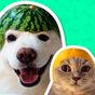 APK-иконка Best Animal Stickers for WhatsApp WAStickerApps