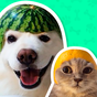 Icoană apk Best Animal Stickers for WhatsApp WAStickerApps