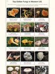 Screenshot 6 di Shroomify - Mushroom Identification apk