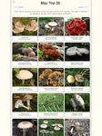 Captură de ecran Shroomify - Mushroom Identification apk 4