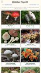 Shroomify - Mushroom Identification capture d'écran apk 11