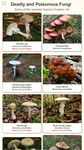 Shroomify - Mushroom Identification captura de pantalla apk 8