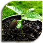 Seeds - Planting (Guide) APK