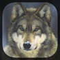 APK-иконка Волк Живые Обои