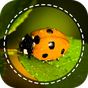 Insekt Kennung App durch Foto, Kamera 2020