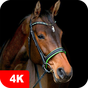 Hintergründe mit Pferde 4K | Tapete Pferde