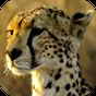 Icoană Cheetah Wallpapers