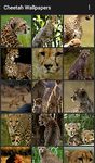 Captură de ecran Cheetah Wallpapers apk 1