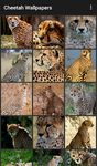 Captură de ecran Cheetah Wallpapers apk 