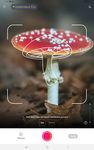 Captură de ecran Picture Mushroom - Mushroom ID apk 4