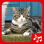 Ícone do Sonidos de Gatos para Celular gratis, tonos y SMS
