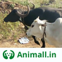 Gaay Bhains (गाय भैंस) wala app - Animall