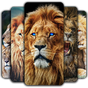 Lion Wallpaper  Icon