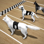 Ultimate Dog Racing Game apk icon