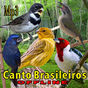 Canto de Pássaros Brasileiros APK