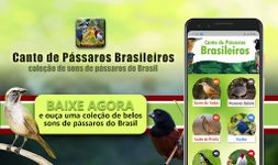 Imagem 7 do Canto de Pássaros Brasileiros