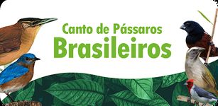 Imagem 2 do Canto de Pássaros Brasileiros