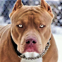 Pitbull Tapet HD