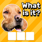 Zoom Quiz: Close Up Picture Game, Guess the Word Icon
