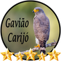 Canto de Gavião Carijó APK