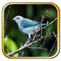 Canto de Pipira Azul Pinheiro APK