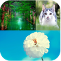 Natureza Plano de Fundo APK