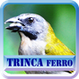 Canto Fêmea De Trinca Ferro APK