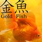 金魚 Gold Fish 3D ライブ壁紙 アイコン