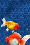 金魚 Gold Fish 3D ライブ壁紙 のスクリーンショットapk 6